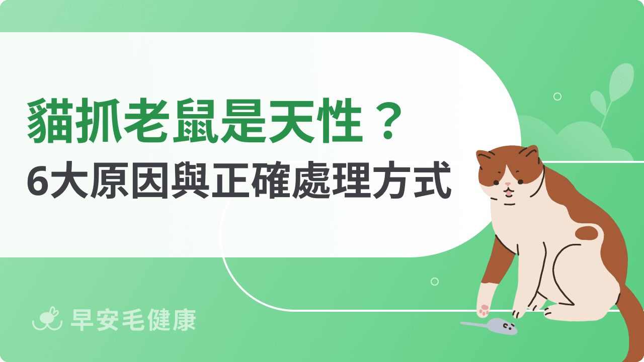 貓抓老鼠是天性嗎？解析貓吃老鼠 6 原因