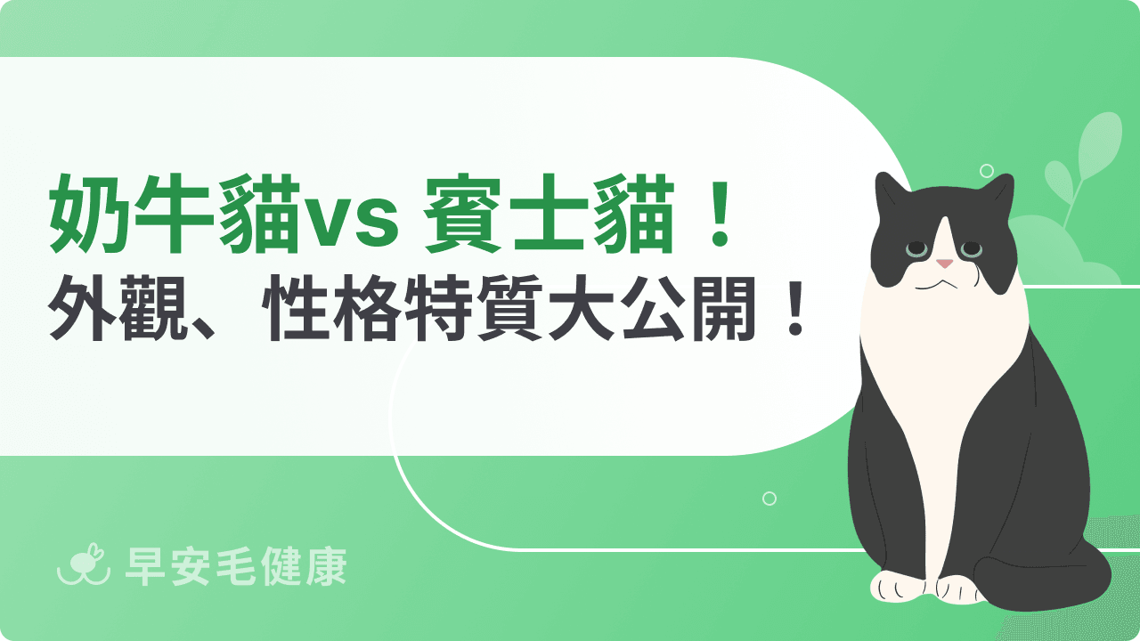 奶牛貓賓士貓差在哪？外觀、性格對比解析，一篇搞定！