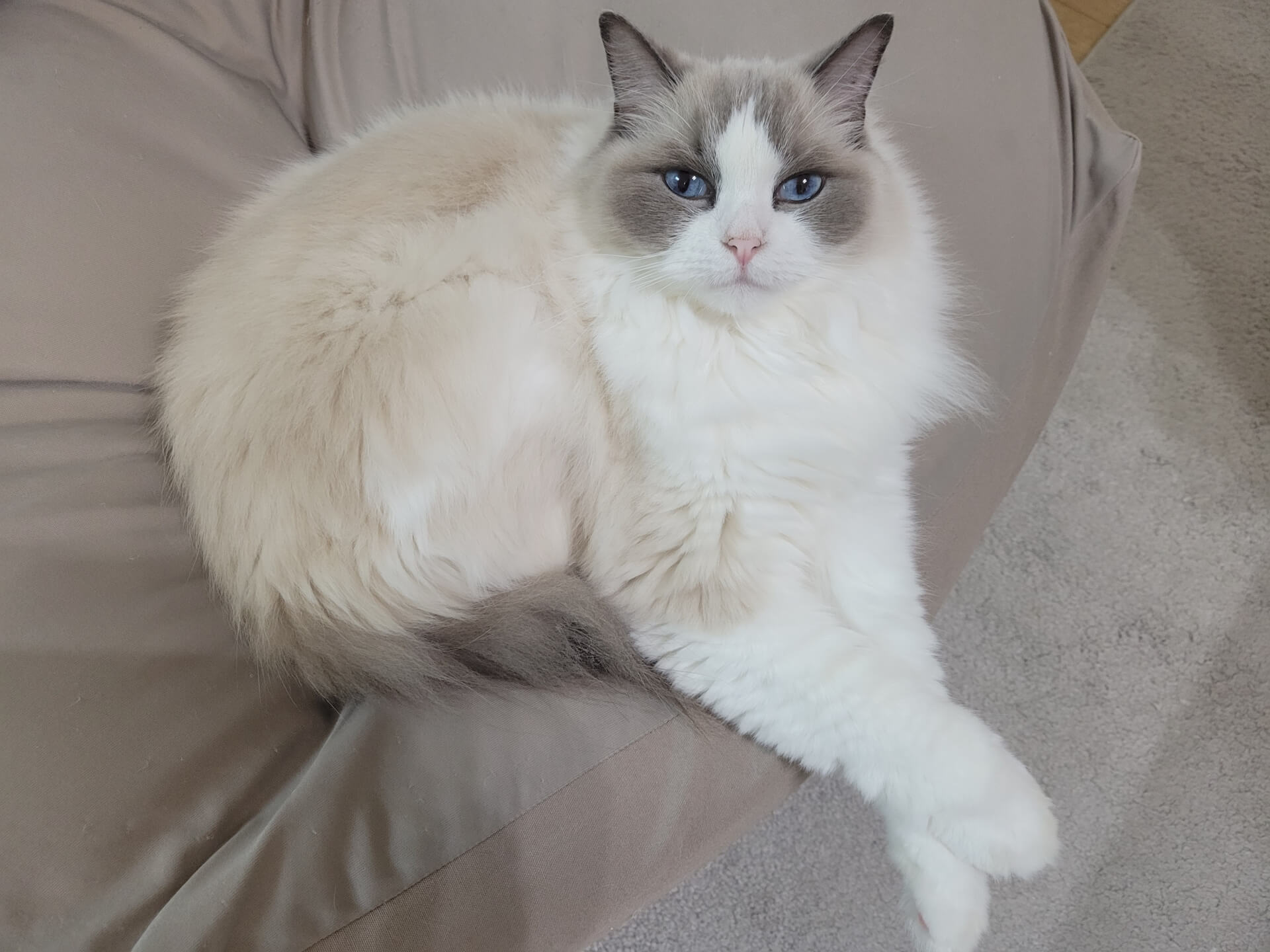 202. AI - ragdoll-cat-flower-color-4