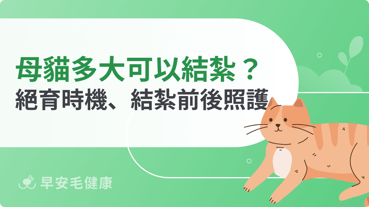 母貓結紮費用要多少？幾歲可以結紮？結紮術後照護指南