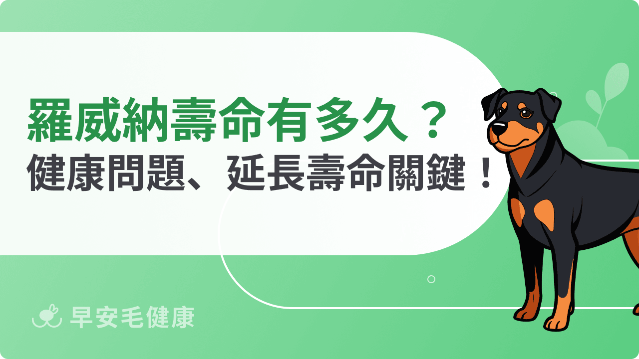 羅威納壽命有多長？常見健康問題、延長壽命關鍵一次看