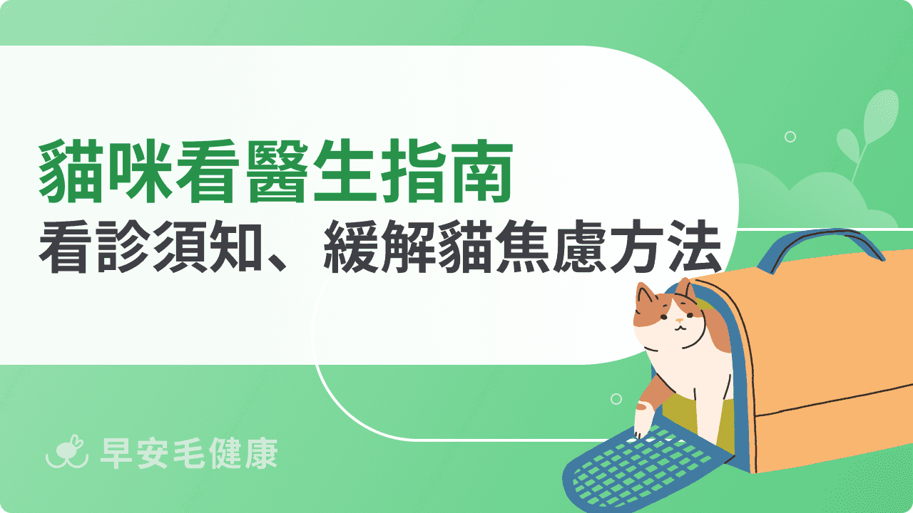 貓咪看醫生指南：初次看診須知、緩解貓咪焦慮的方法分享