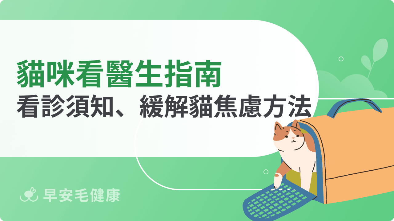 貓咪看醫生指南：初次看診須知、緩解貓咪焦慮的方法分享