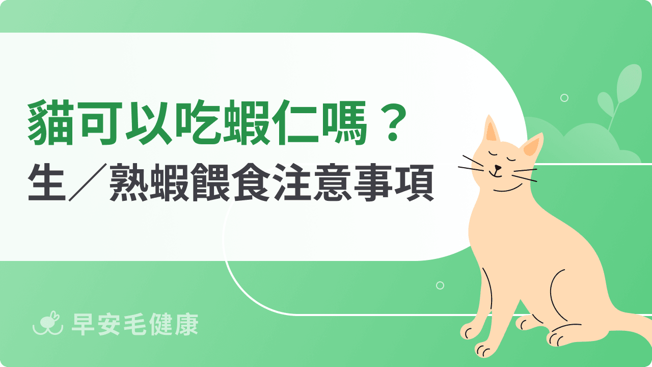 貓可以吃蝦仁嗎？熟蝦、生蝦餵食差異與注意事項