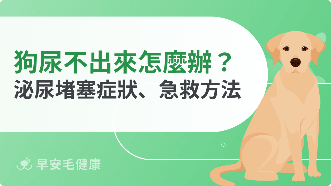 狗狗尿不出來怎麼辦？泌尿堵塞症狀與急救方法一次看