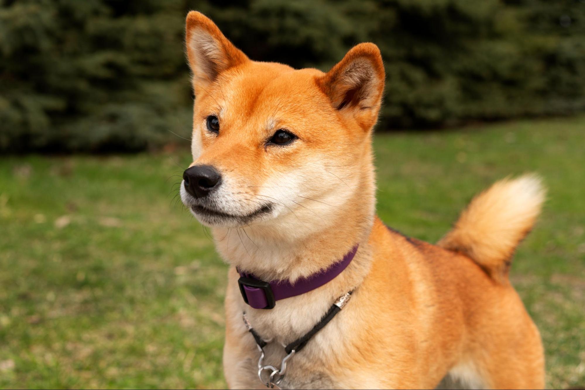 219. AI - shiba-inu-price-1