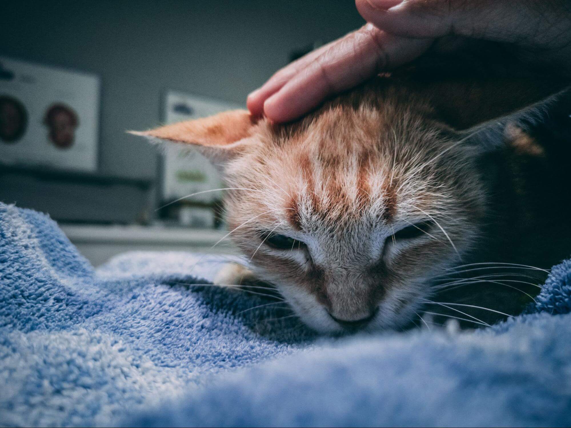 269. AI - fiv-cat-life-expectancy-1