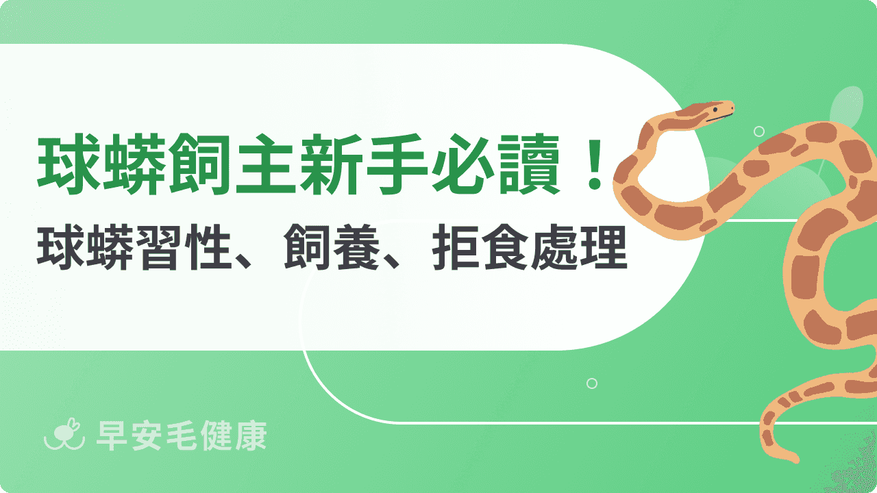 球蟒好養嗎？球蟒壽命、性格特徵到飼養箱佈置，球蟒新手飼主必讀！