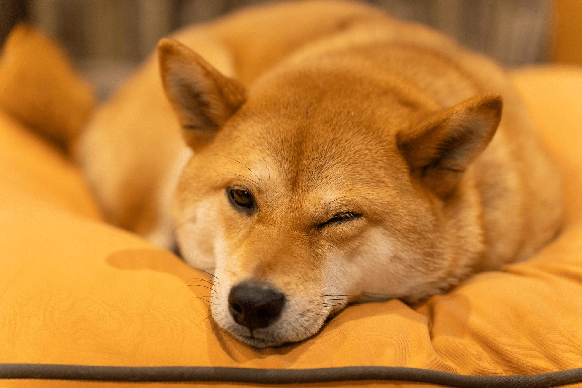 454.AI-mame-shiba-lifespan-1