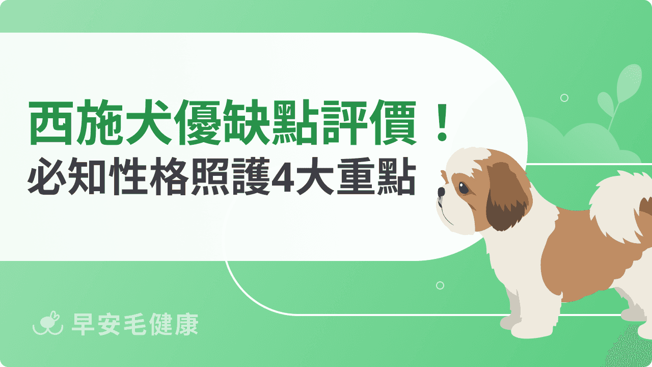 西施犬優缺點懶人包！從  黏人性格到健康照護的真實評價
