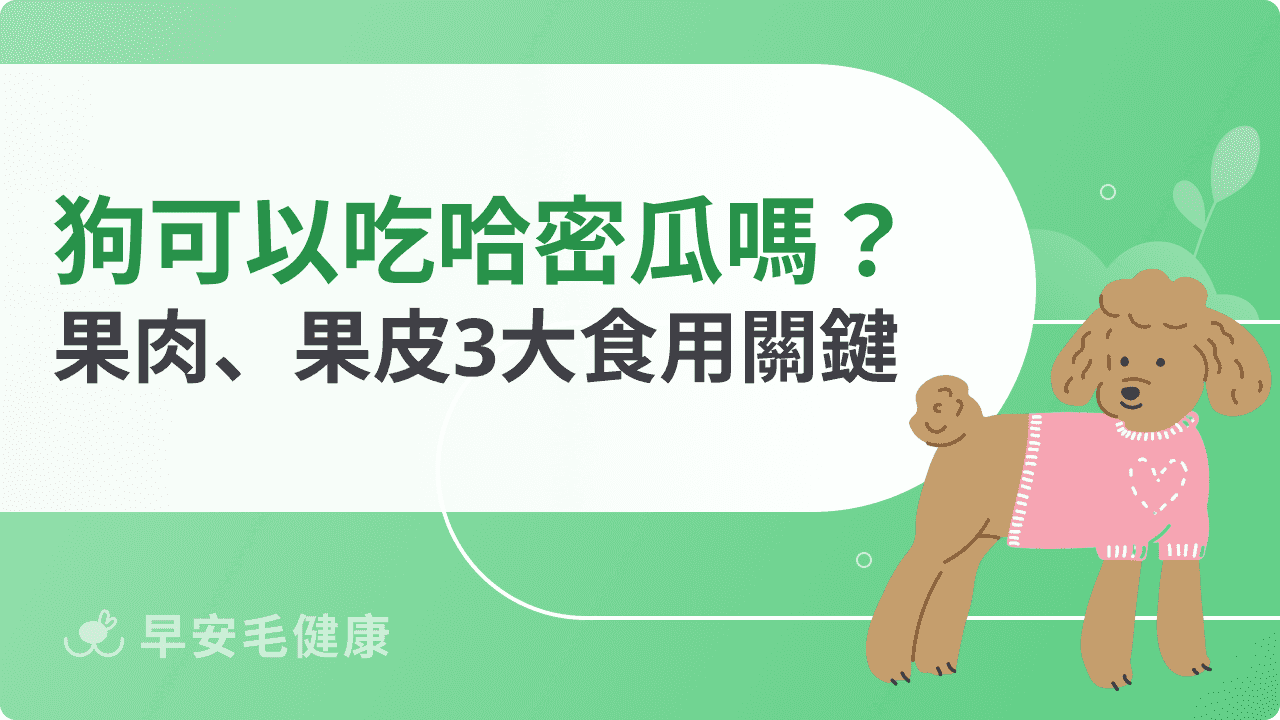 可以吃哈密瓜嗎?果肉、果皮、籽能不能吃的完整介紹