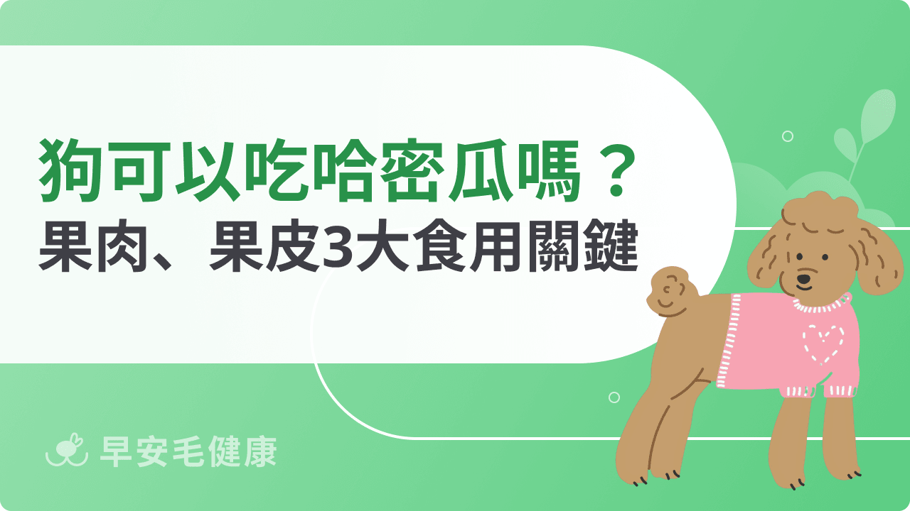 可以吃哈密瓜嗎？果肉、果皮、籽能不能吃的完整介紹