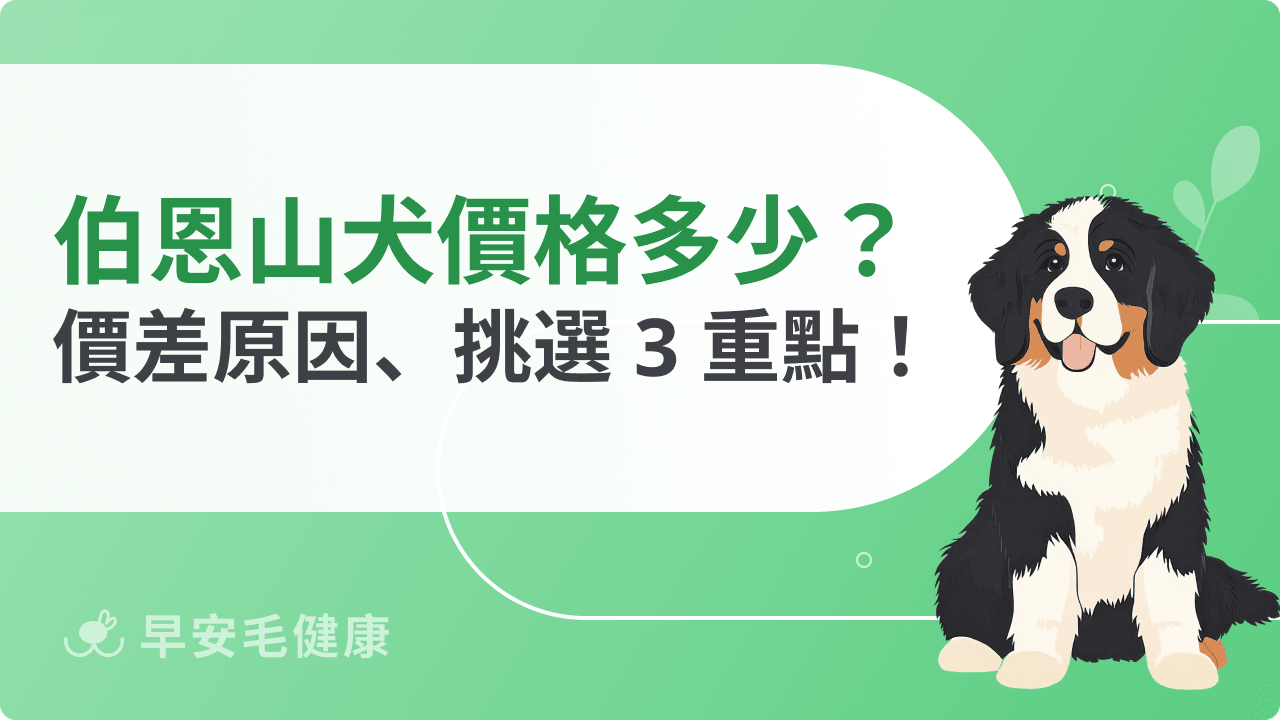 伯恩山犬價格多少？影響價差原因與挑選重點一次看