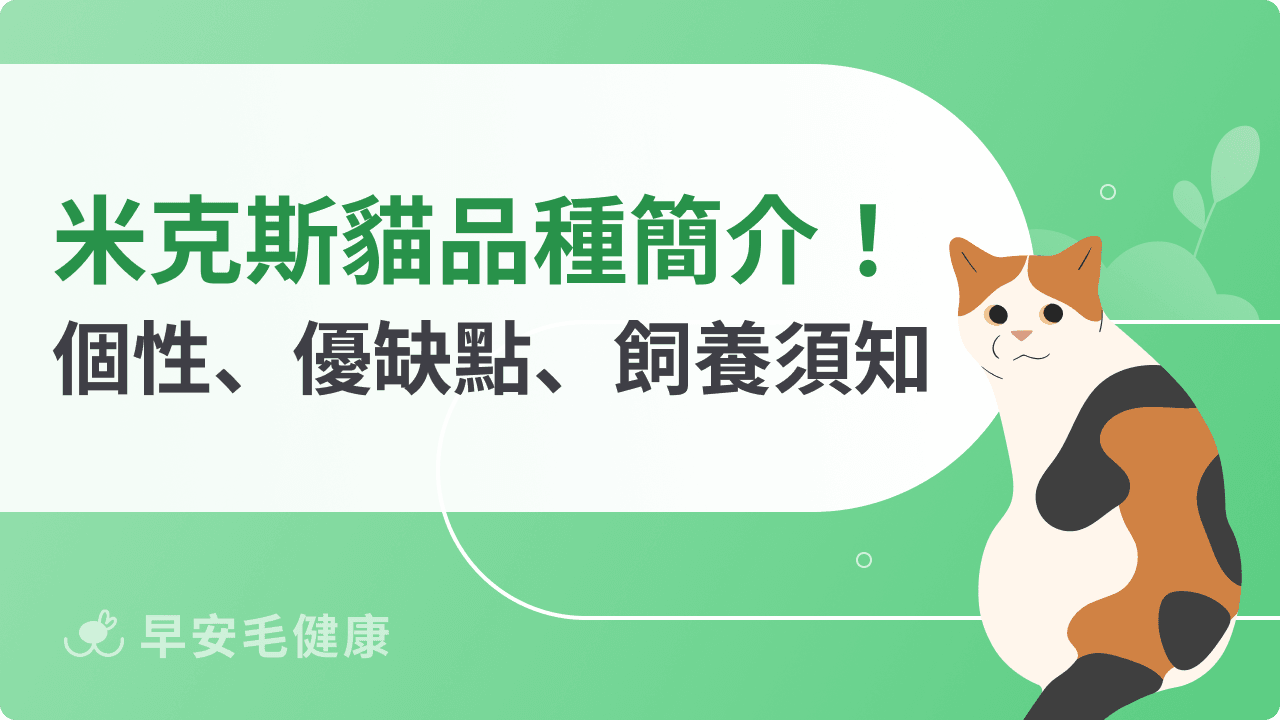 米克斯貓簡介！混種貓優缺點、品種、花色、領養全解析！