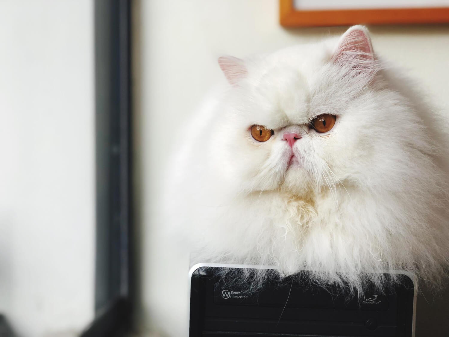 白色、琥珀色瞳孔波斯貓趴在電腦上