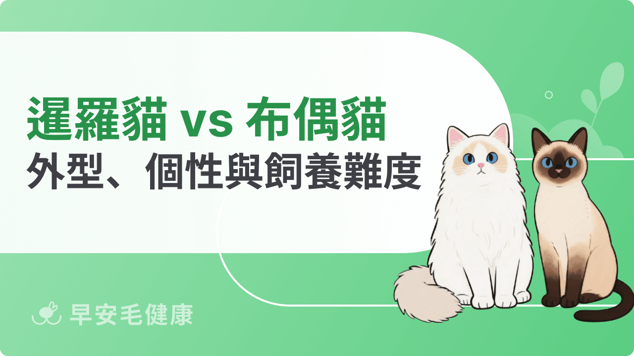 暹羅貓布偶貓差在哪？外型、個性與飼養難度一次看