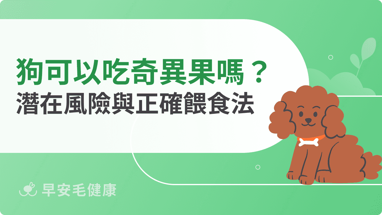 狗可以吃奇異果嗎？潛在食用風險與餵食方法分享