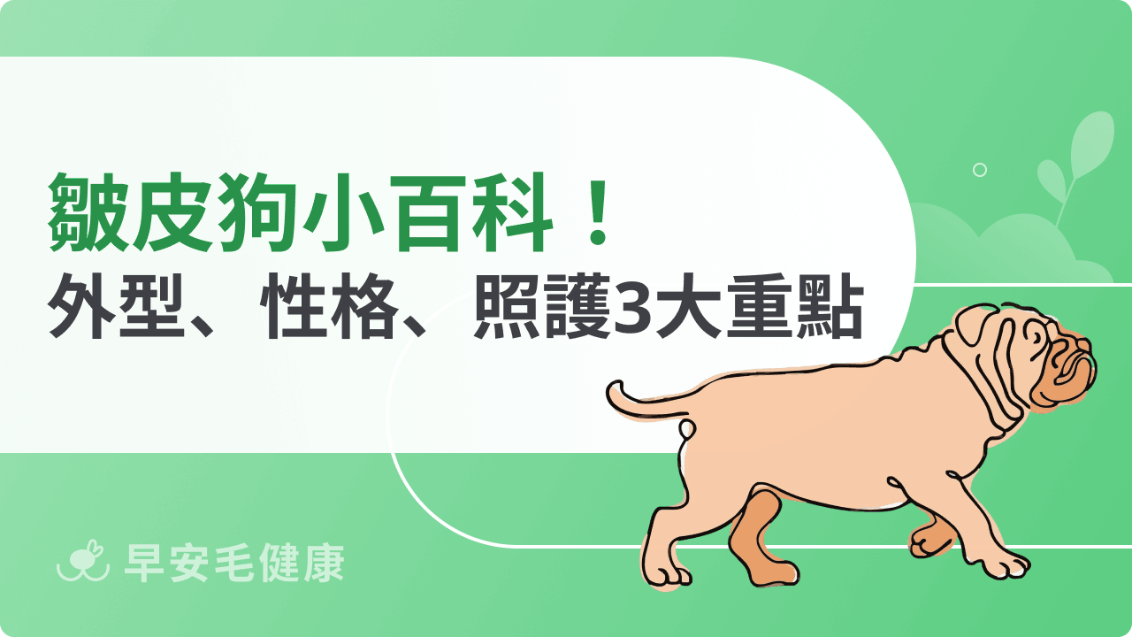 皺皮狗是什麼？飼養前必知的外型魅力、性格特點、照護重點！