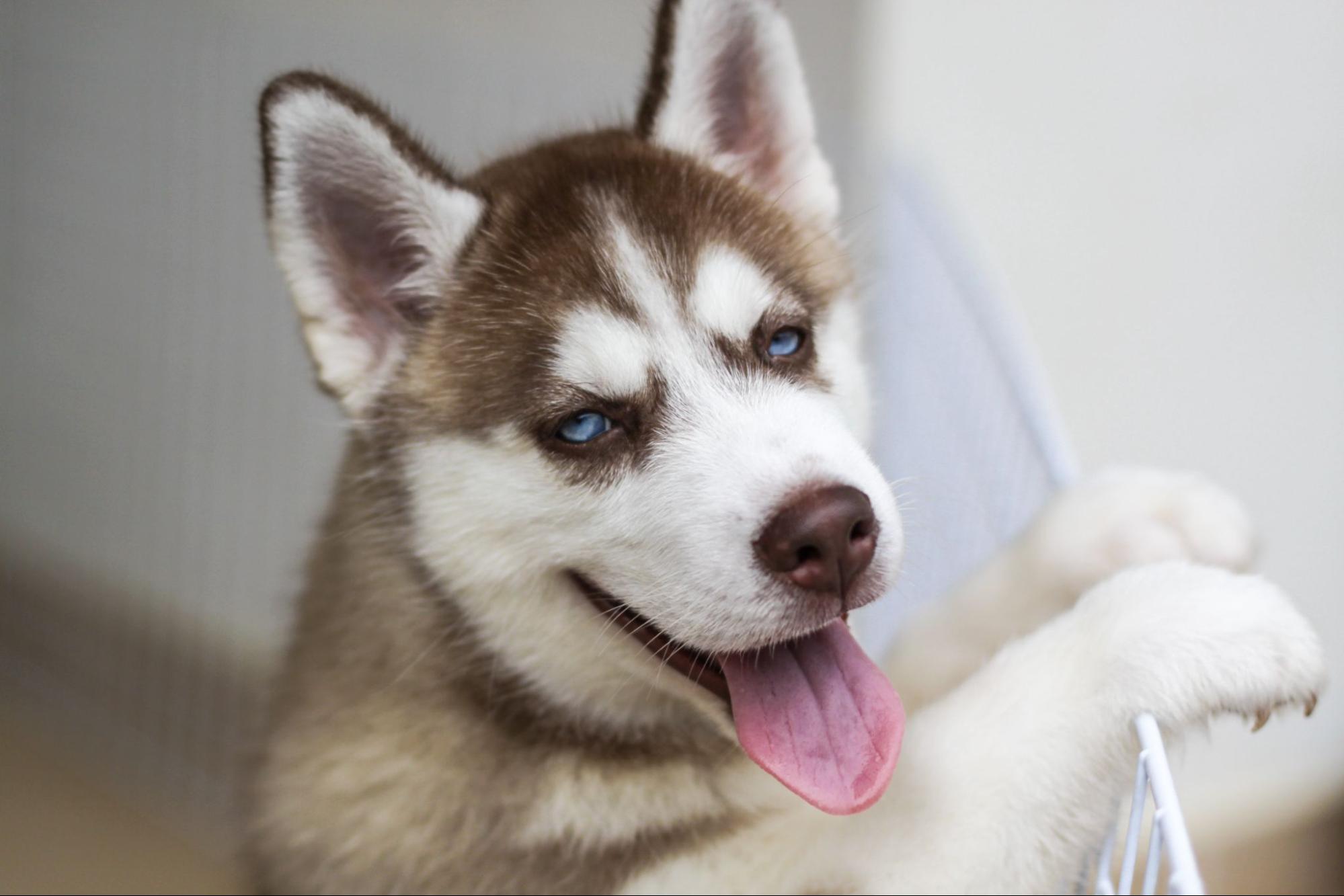 229. AI - husky-personality-1