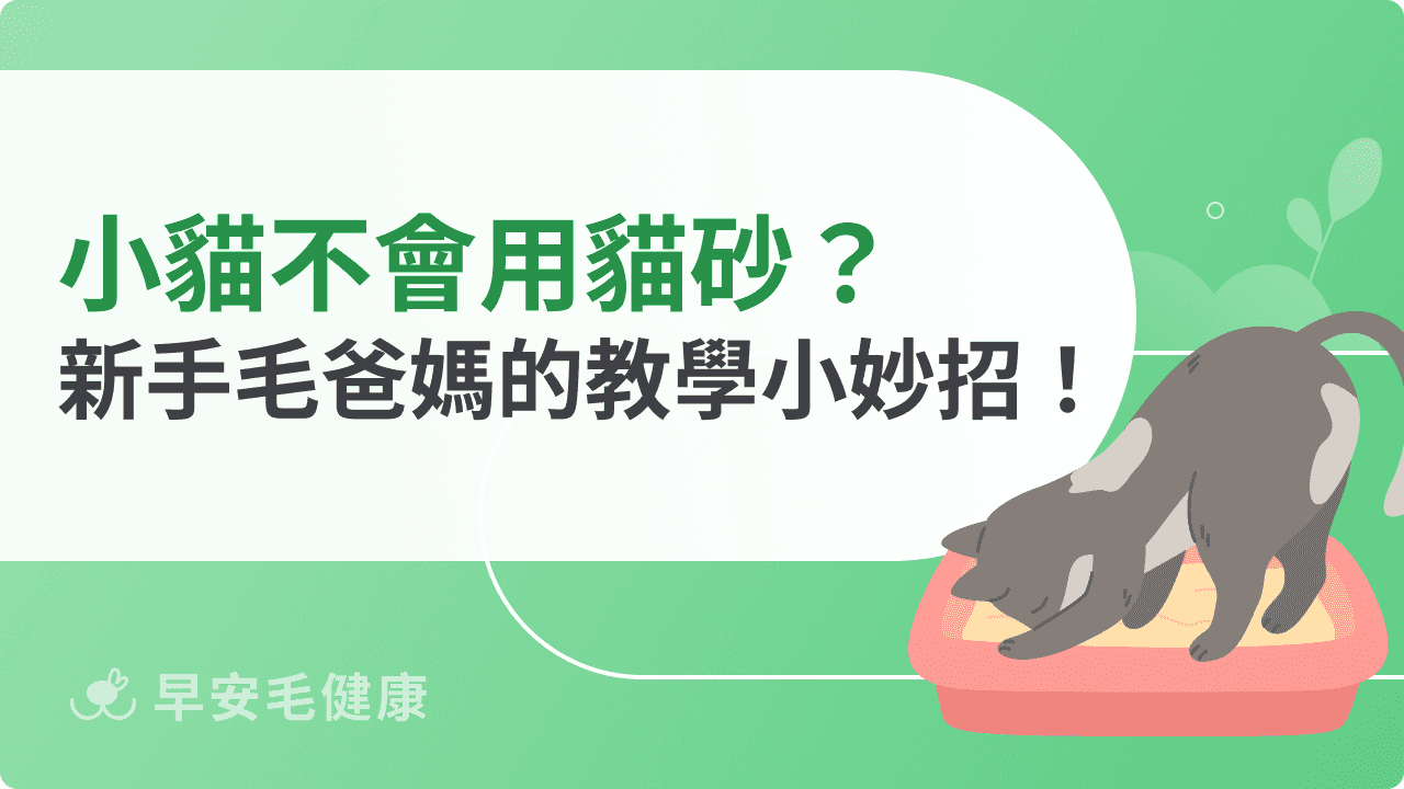 小貓不會用貓砂怎麼辦？新手爸媽必知的教學小妙招！
