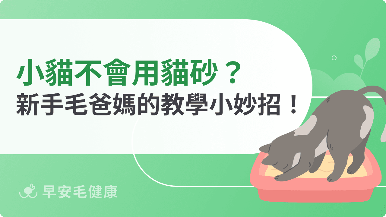 小貓不會用貓砂怎麼辦？新手爸媽必知的教學小妙招！