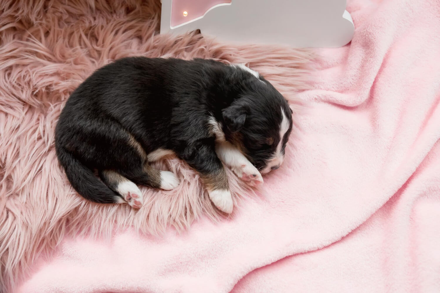 1.how-to-feed-a-puppy-1