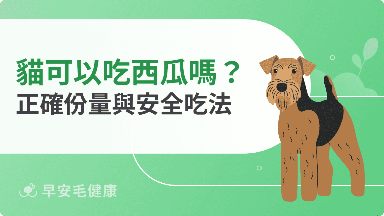 貓可以吃西瓜嗎？留意份量＆安全吃法，解暑又不造成腸胃負擔！