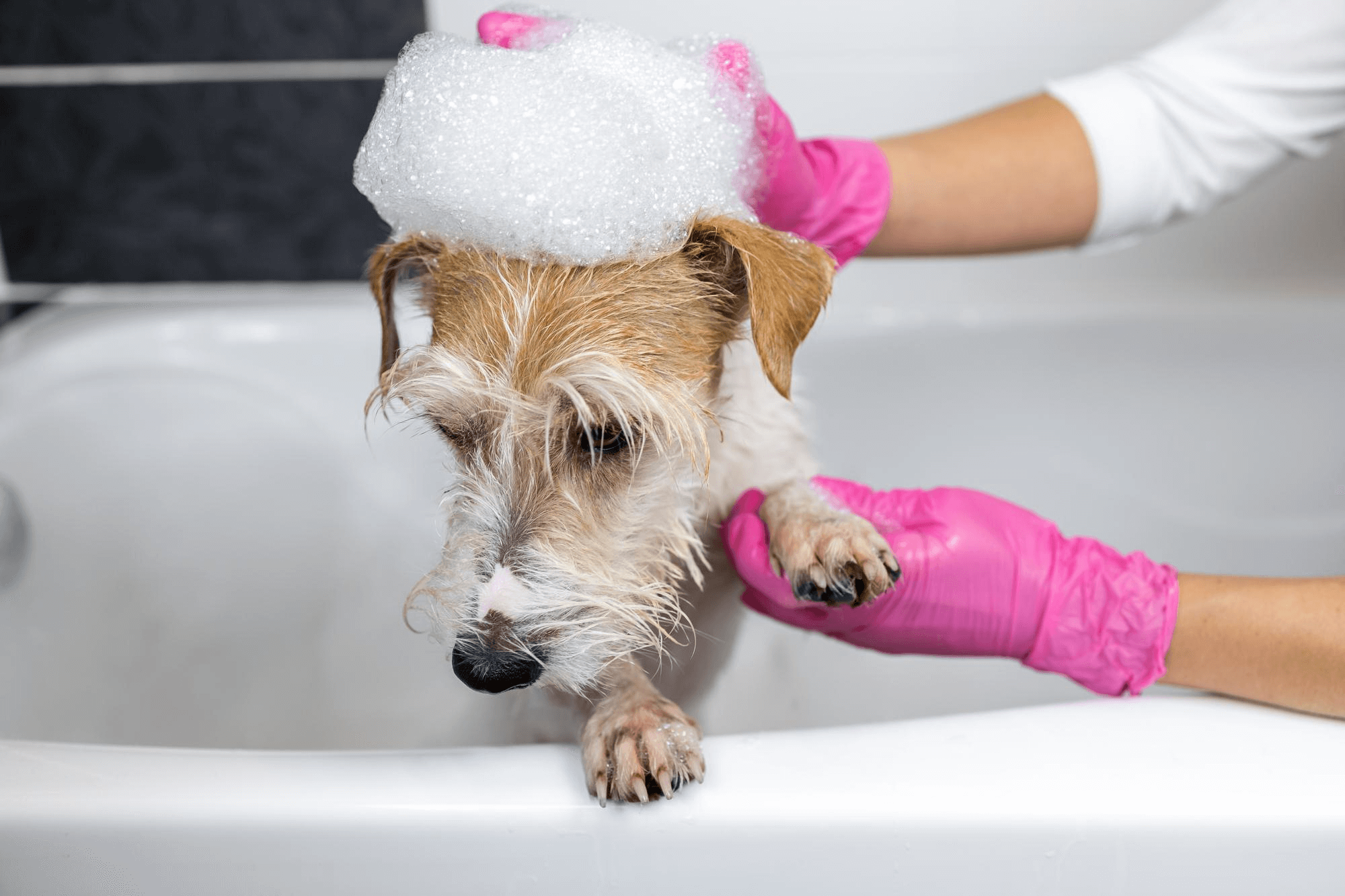 386. AI - jack-russell-terrier-odor-1