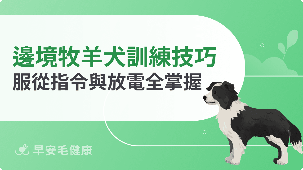 邊境牧羊犬訓練技巧公開!服從指令與放電全掌握