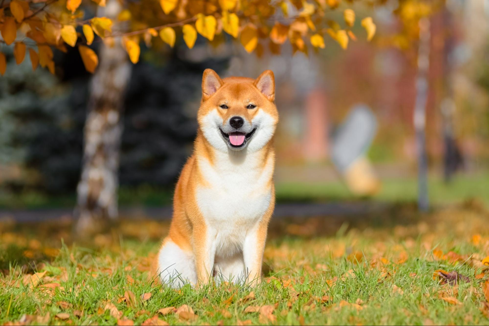 222. AI - shiba-inu-personality-1
