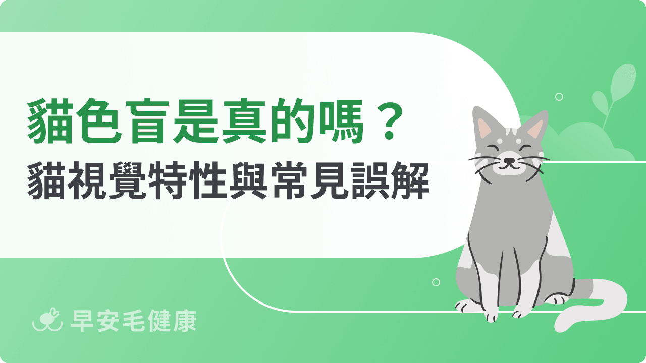 貓色盲是迷思！圖文詳解貓眼中的色彩世界與視力優勢