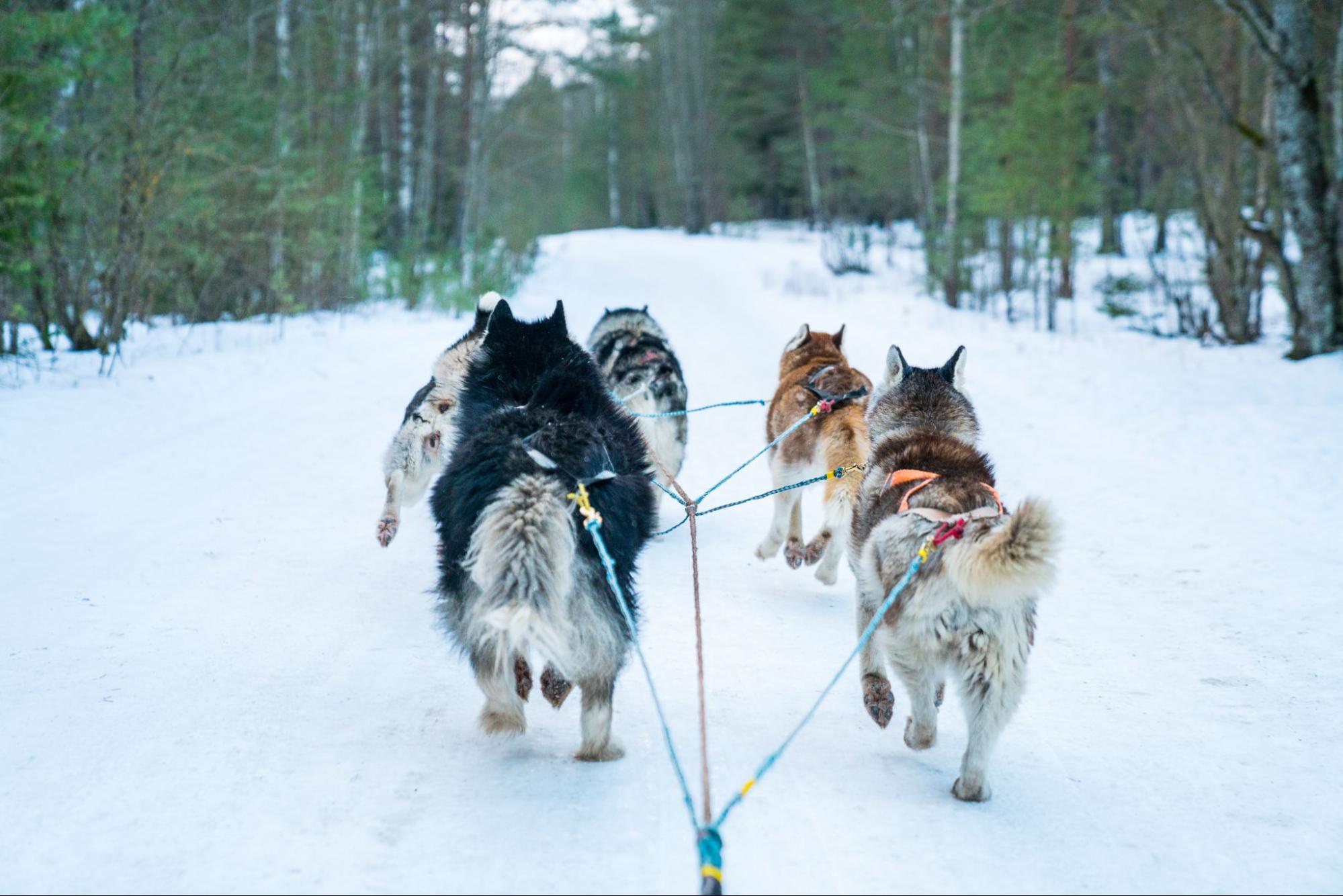 227. AI - three-idiots-sled-dogs-1
