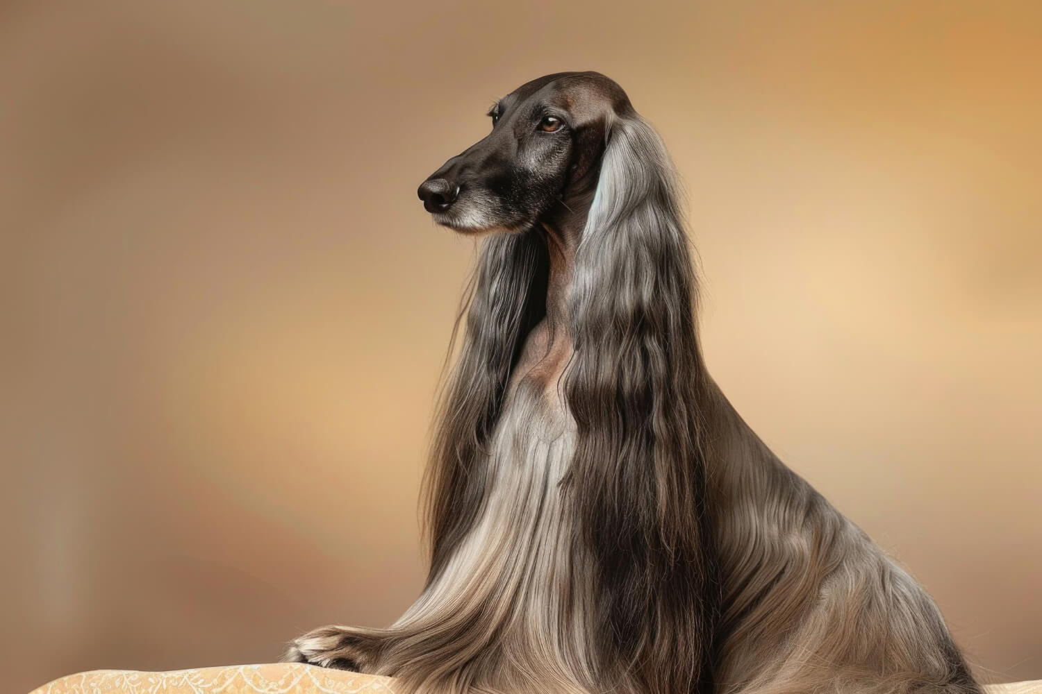 44. afghan-hound-guide-1