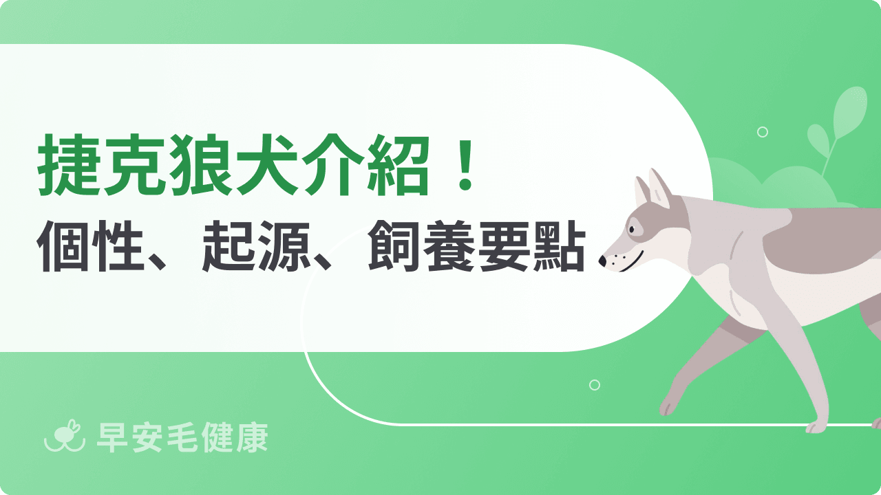 捷克狼犬霸氣十足好想養！台灣能養嗎？獨特性格＆飼養重點解析