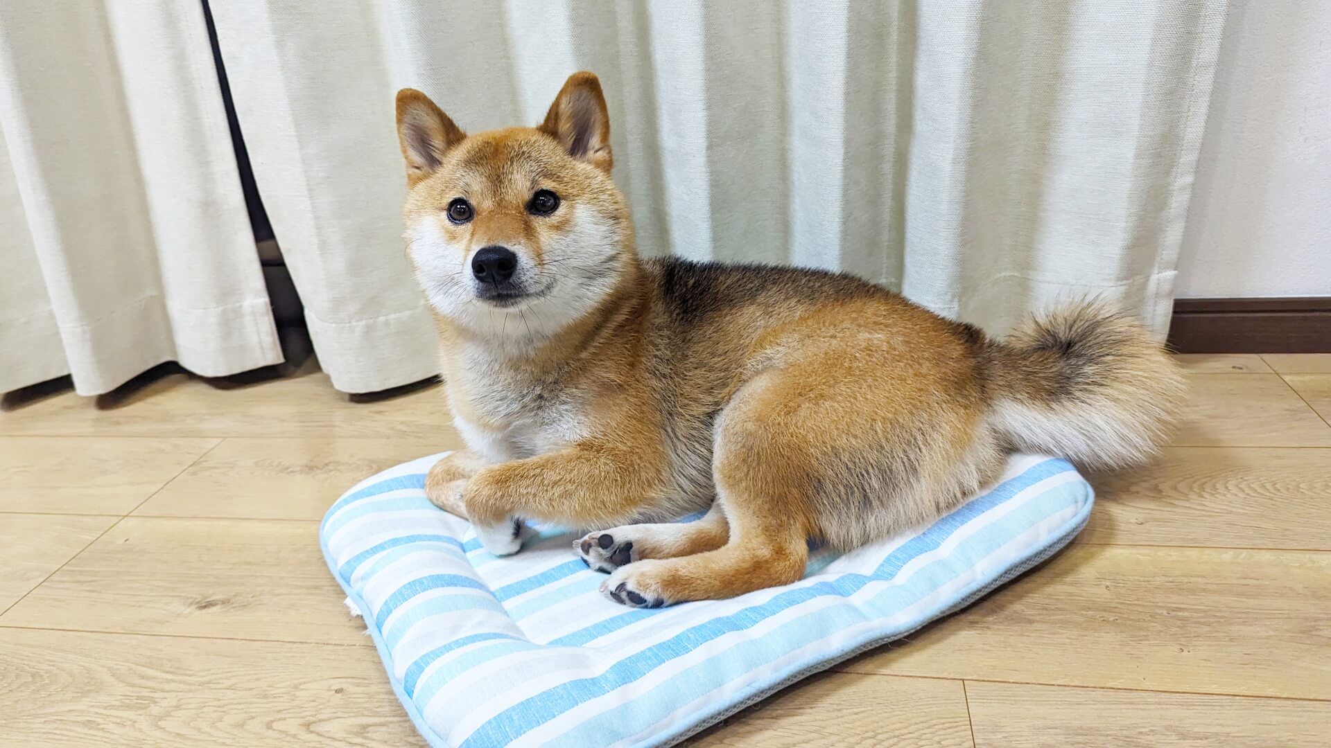 3.shiba-inu-guide-3