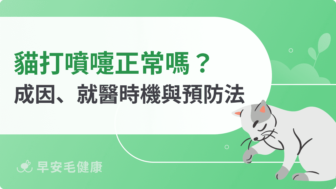 【貓打噴嚏攻略】貓咪打噴嚏原因、治療與就醫時機必看！