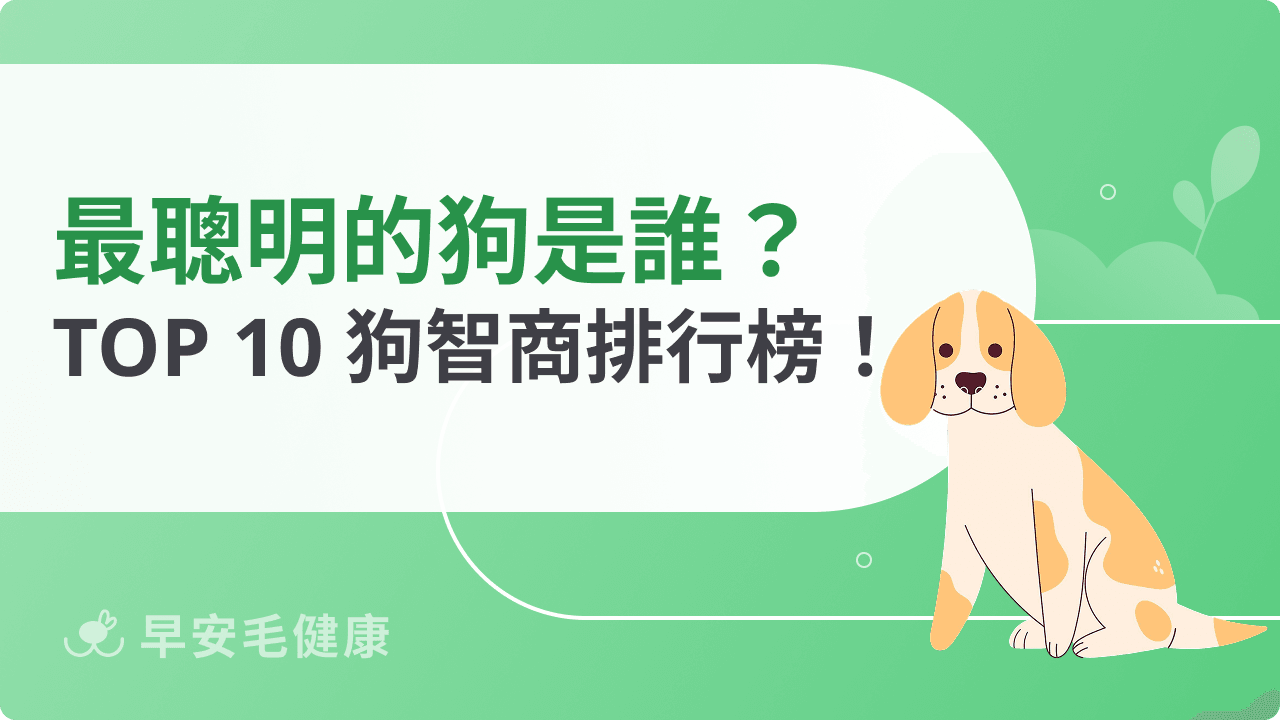 最聰明的狗是他！狗智商排名 TOP 10 公開！
