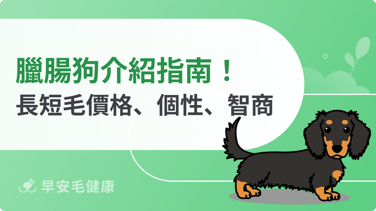 臘腸狗好養嗎？長毛、短毛差在哪？品種、價格、智商全解析！