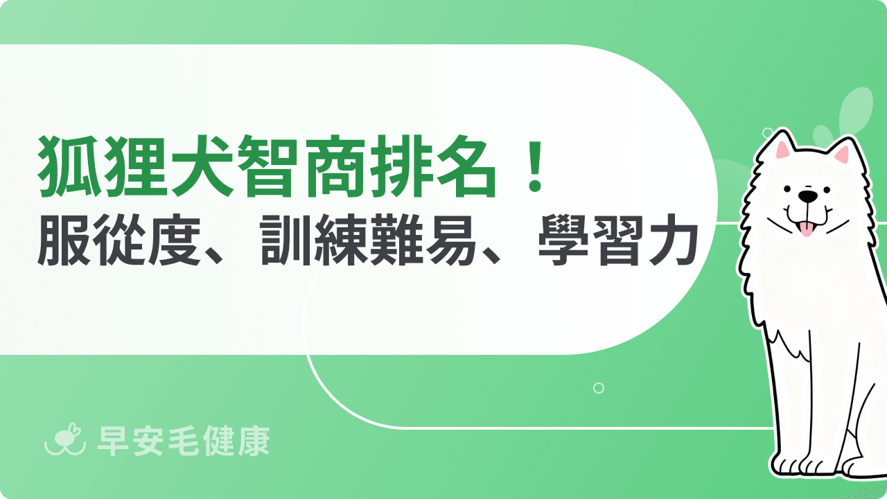 狐狸犬智商排名解析!服從度、訓練難易、學習能力完整公開