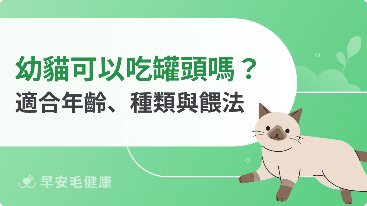 幼貓可以吃罐頭嗎？適合年齡、種類與餵法總整理