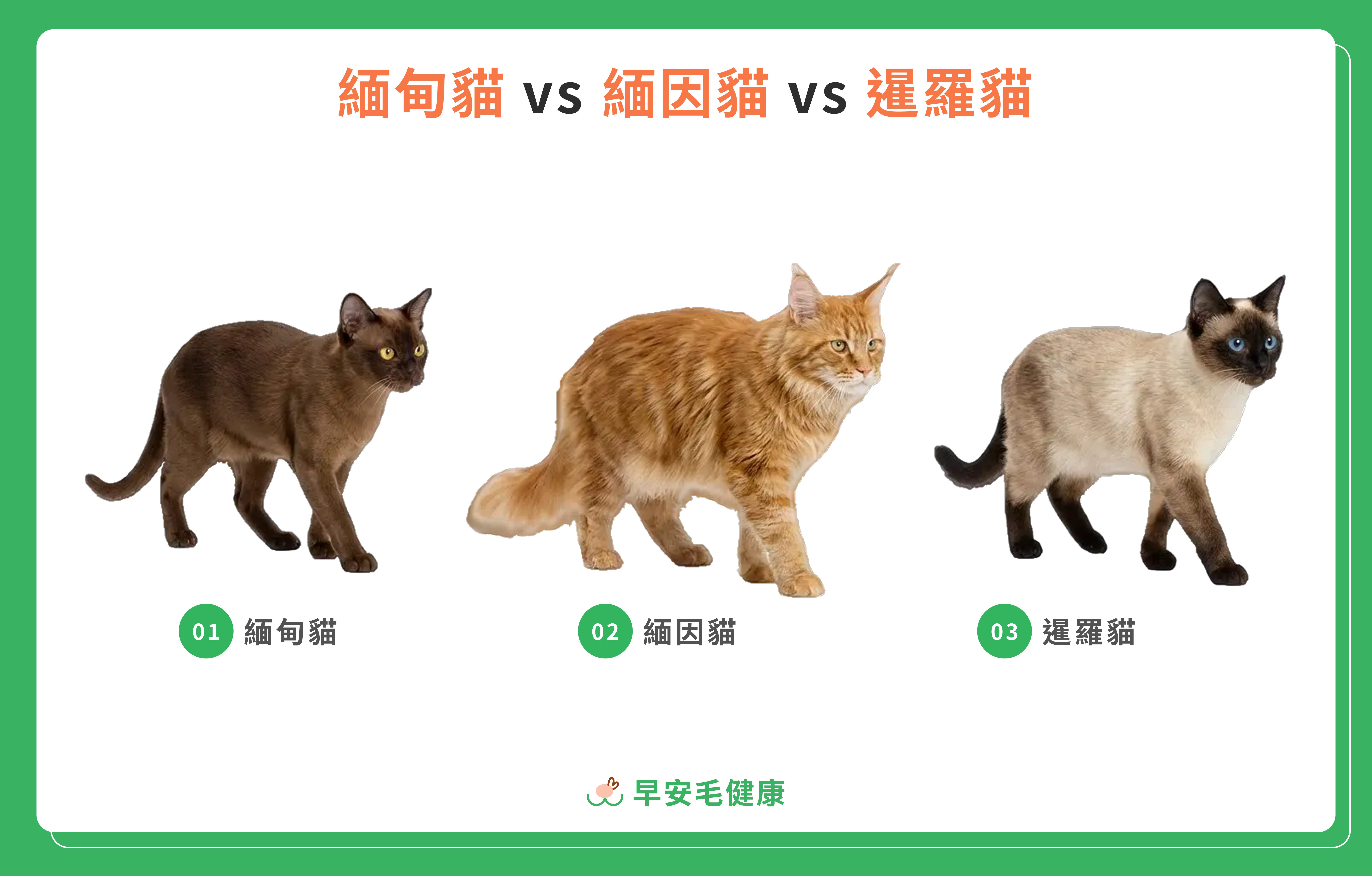 緬甸貓、緬因貓、暹羅貓的比較示意圖