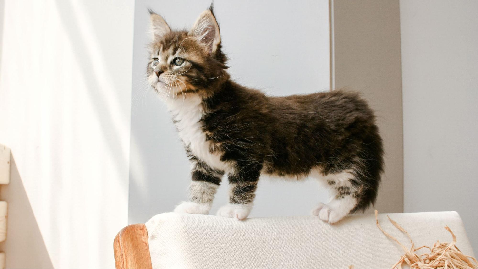 230. AI - munchkin-cat-price-1