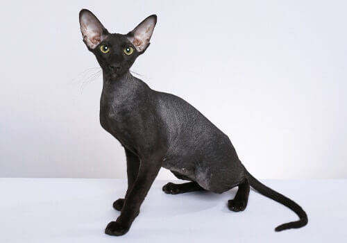 37. hairless-cat-guide-4