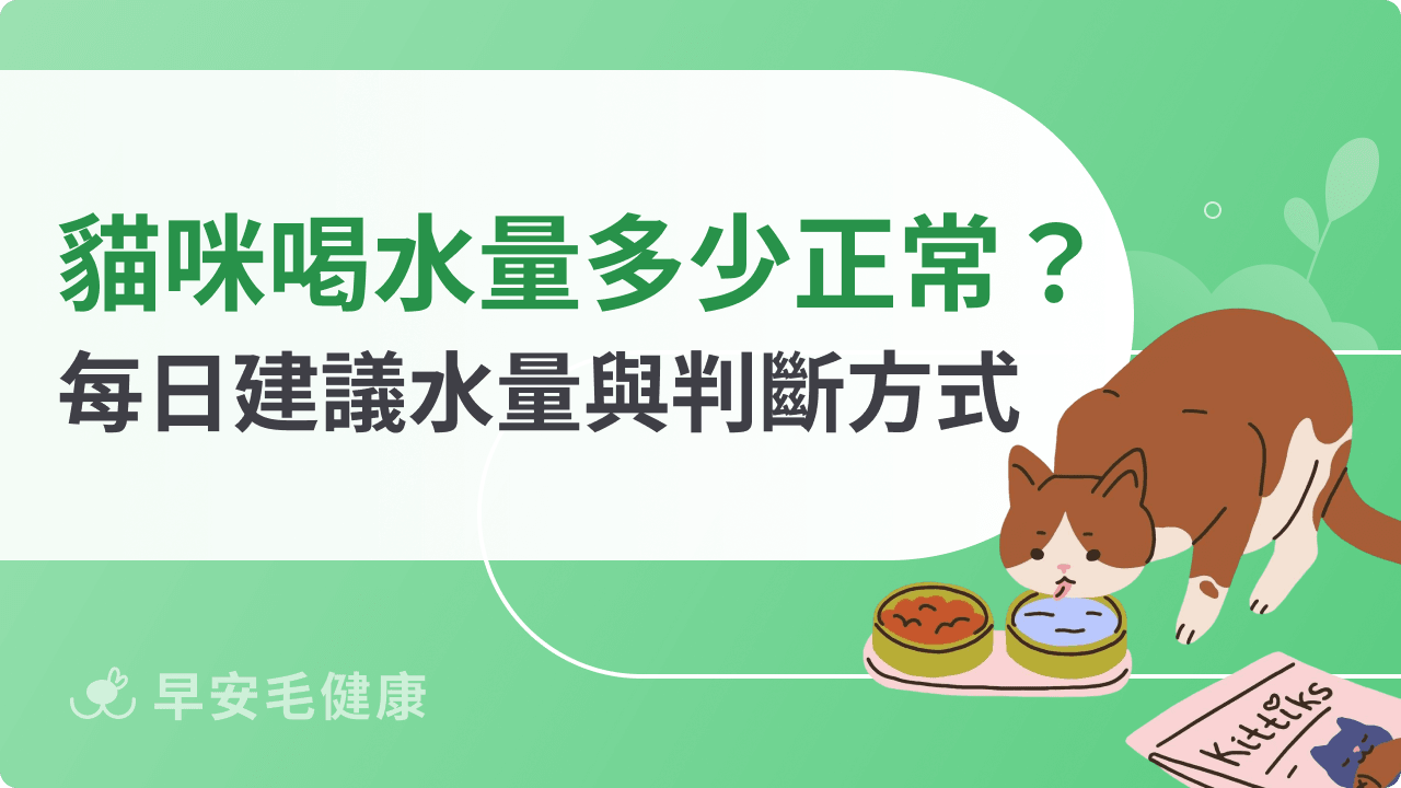 貓咪喝水量多少才正常？貓咪每日建議水量與判斷方式