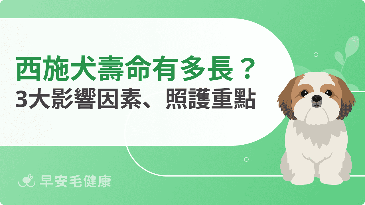 西施犬壽命有多長？影響年齡的關鍵因素與照顧重點指南