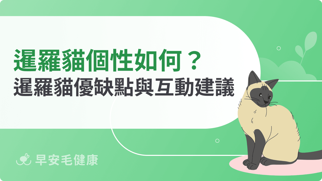 暹羅貓個性如何？暹羅貓優點、缺點與互動建議總整理
