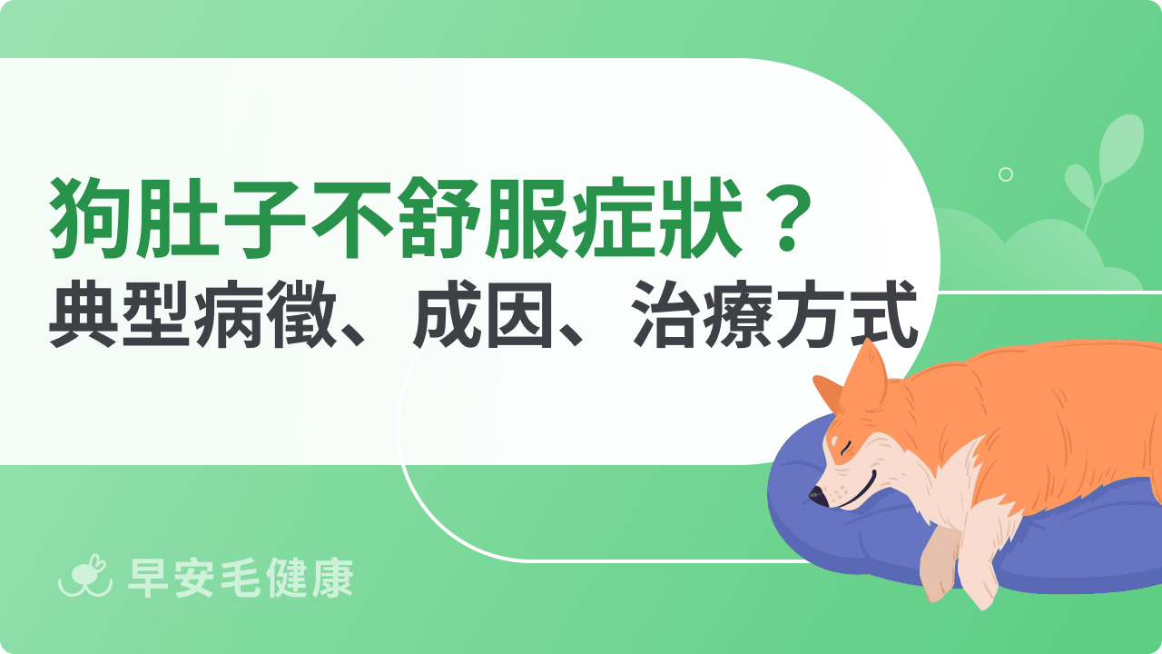 狗狗肚子不舒服症狀有哪些？典型病徵、成因、治療方式一次看