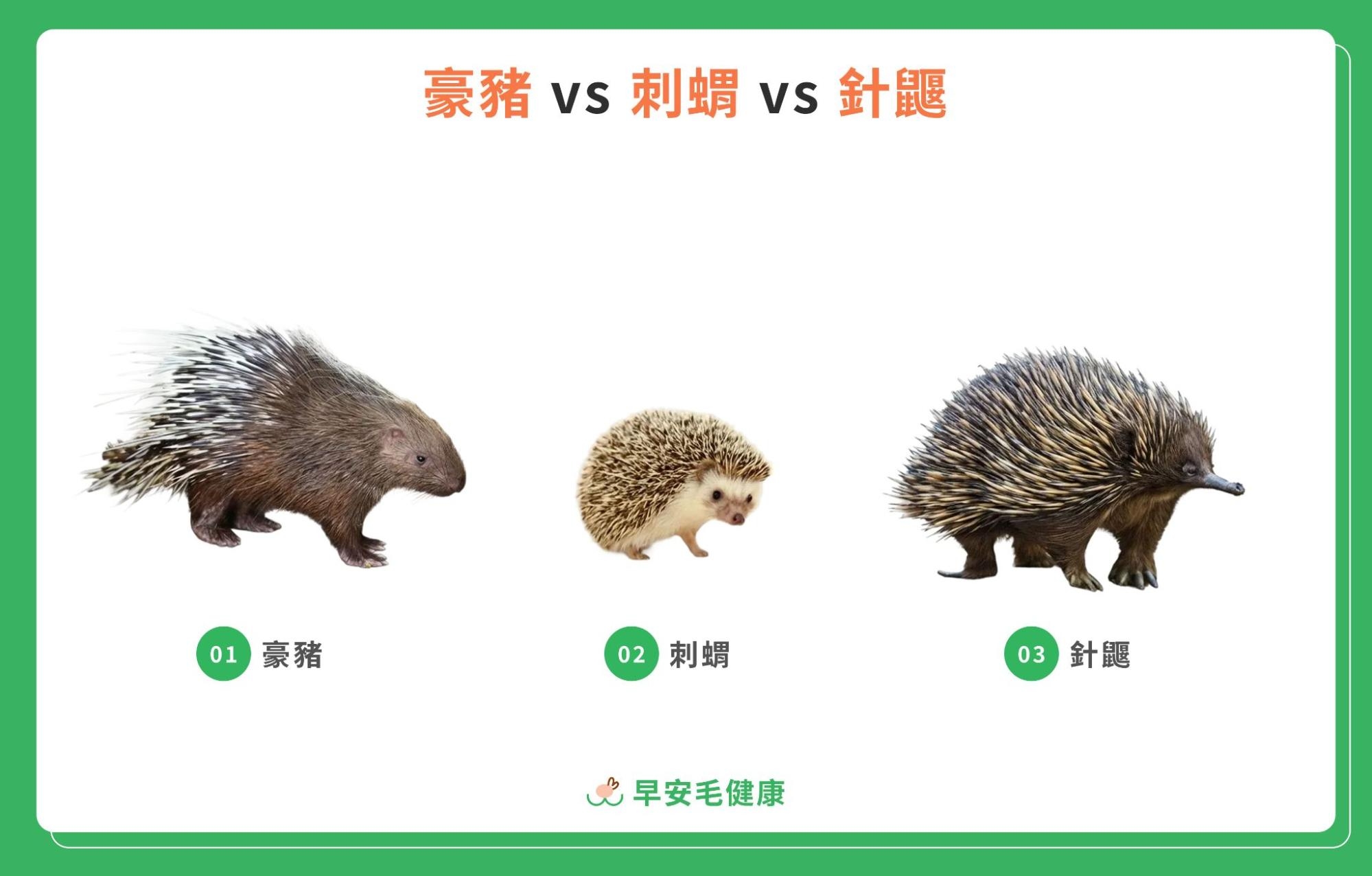 94. porcupine-guide-2