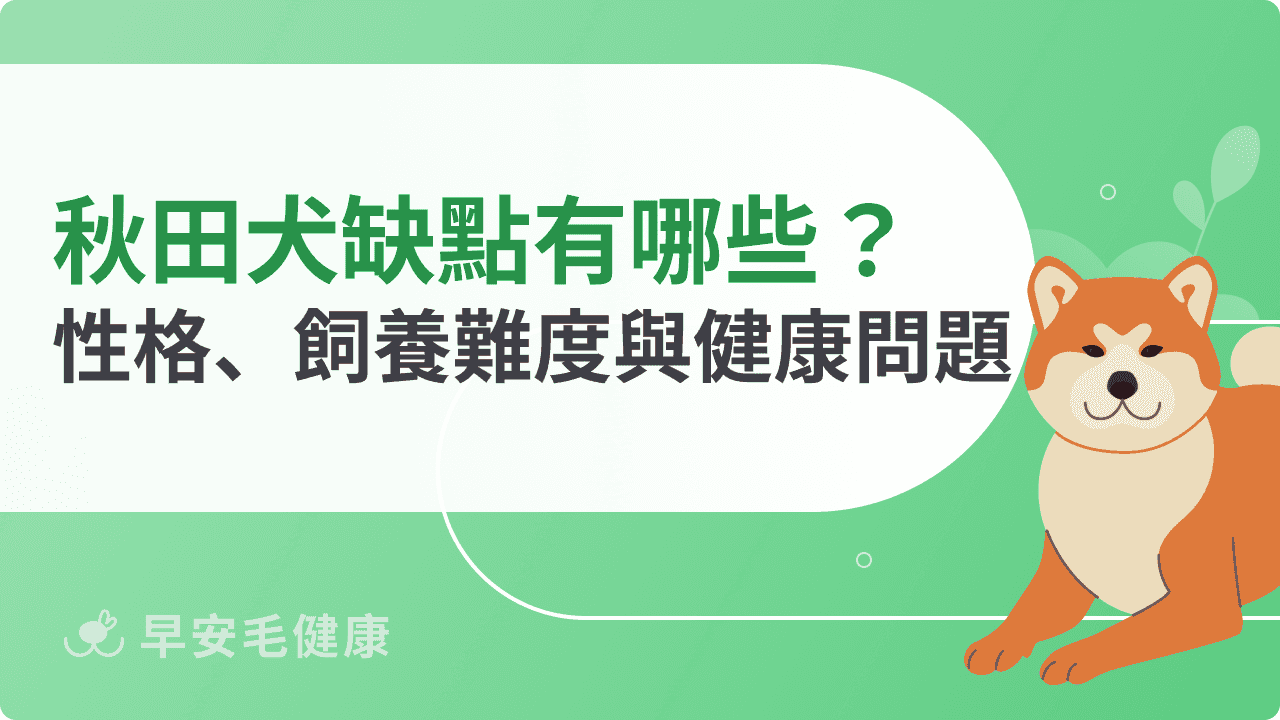 秋田犬缺點有哪些？性格、飼養難度與常見健康問題解析