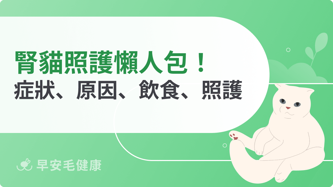 腎貓怎麼照顧？貓腎臟病飲食、症狀、照護、預防全攻略一次看！